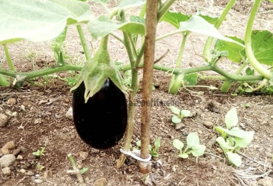 2 soverom Finca/Herregård til salgs i Icod de los Vinos - € 116 000 (Ref: 9442888)