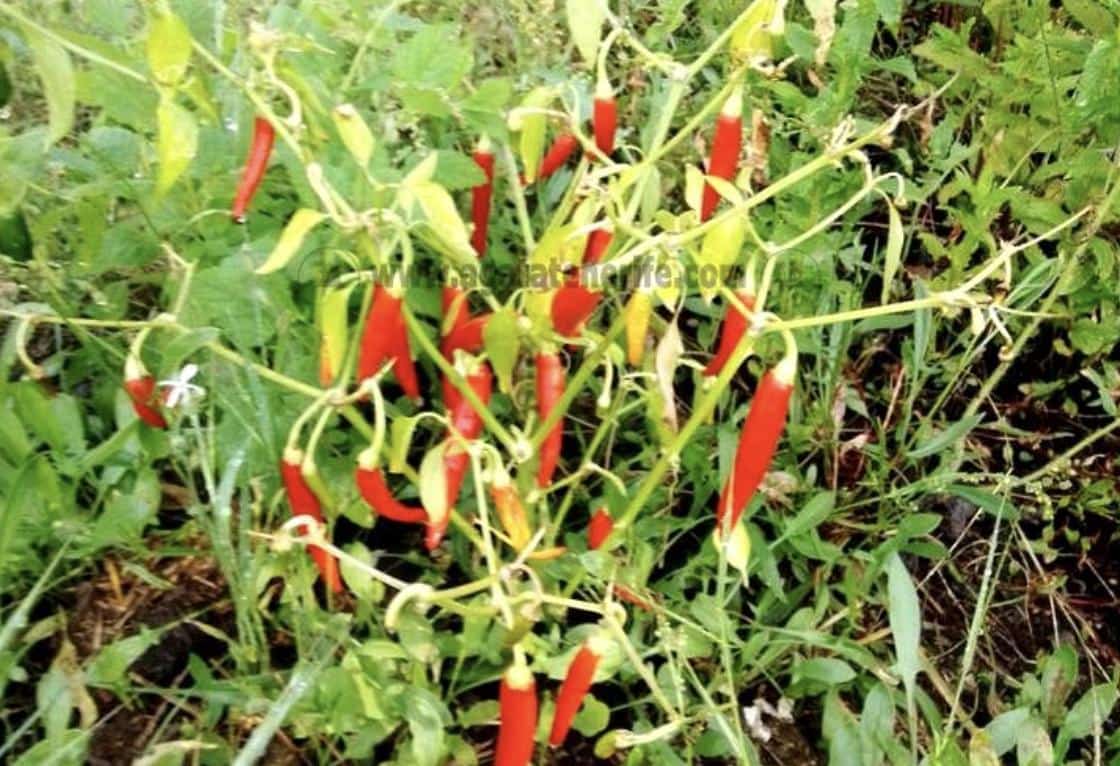 2 soverom Finca/Herregård til salgs i Icod de los Vinos - € 116 000 (Ref: 9442888)