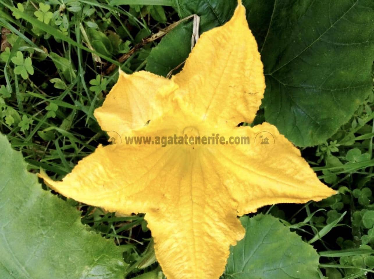 2 soverom Finca/Herregård til salgs i Icod de los Vinos - € 116 000 (Ref: 9442888)