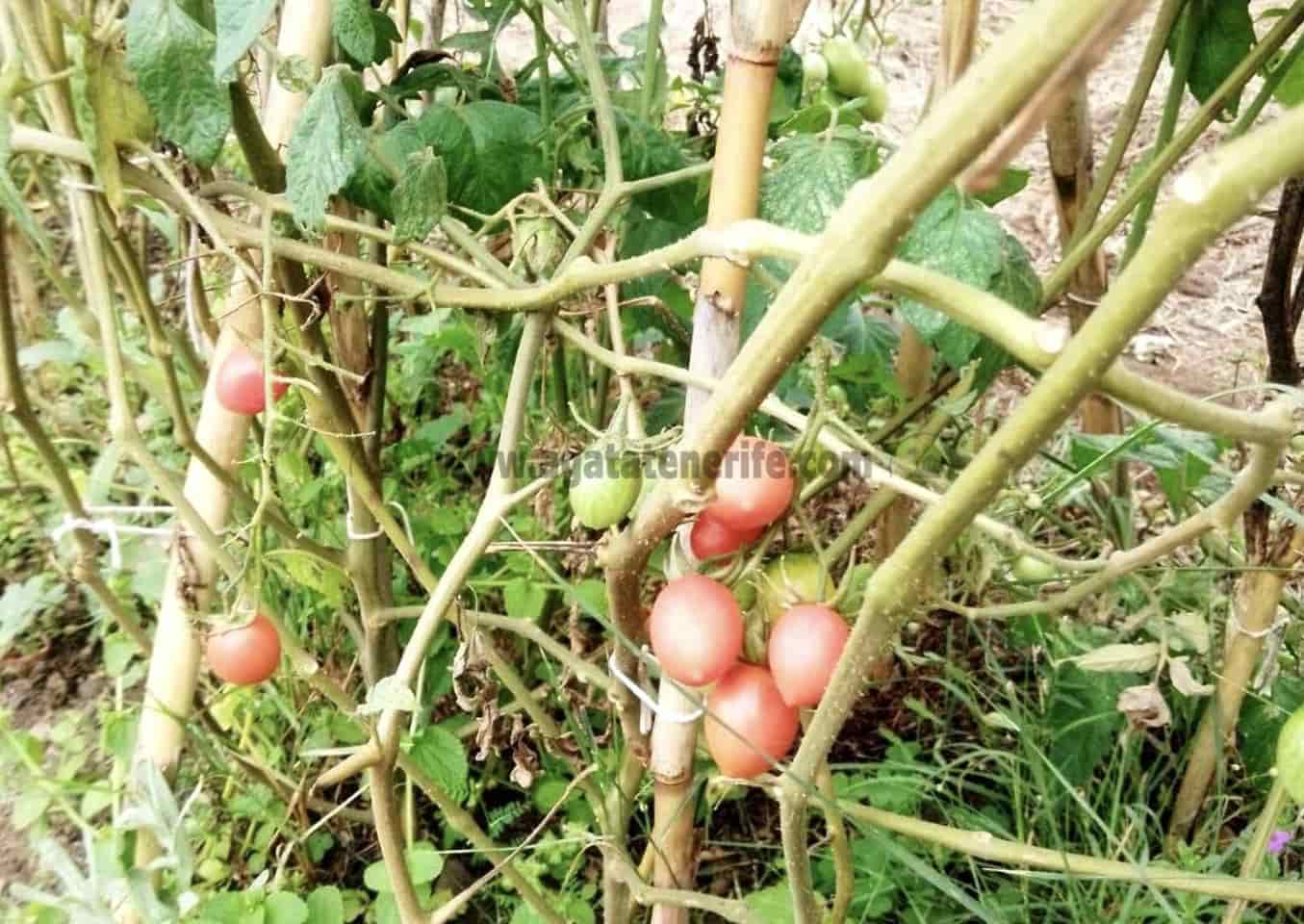 2 soverom Finca/Herregård til salgs i Icod de los Vinos - € 116 000 (Ref: 9442888)