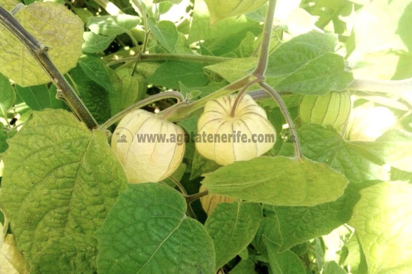 2 soverom Finca/Herregård til salgs i Icod de los Vinos - € 116 000 (Ref: 9442888)