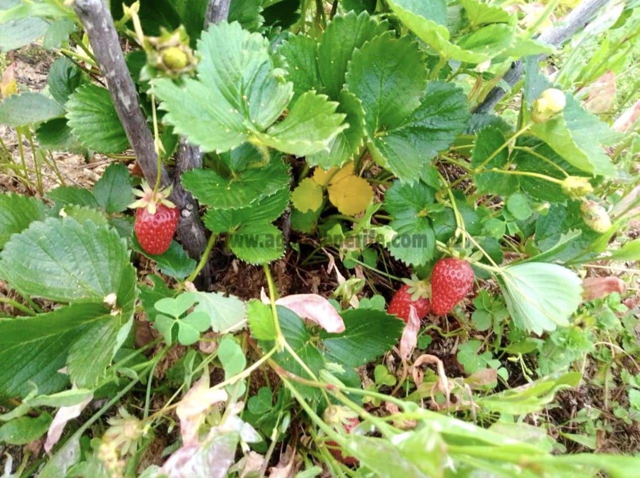 2 soverom Finca/Herregård til salgs i Icod de los Vinos - € 116 000 (Ref: 9442888)