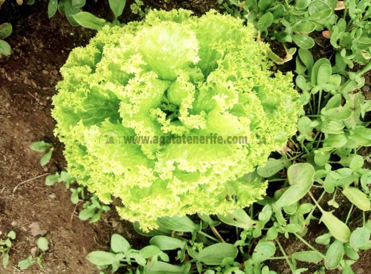 2 soverom Finca/Herregård til salgs i Icod de los Vinos - € 116 000 (Ref: 9442888)