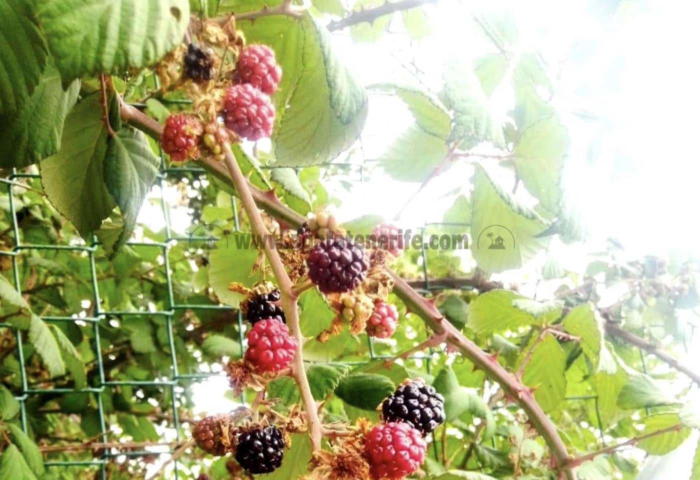 2 soverom Finca/Herregård til salgs i Icod de los Vinos - € 116 000 (Ref: 9442888)