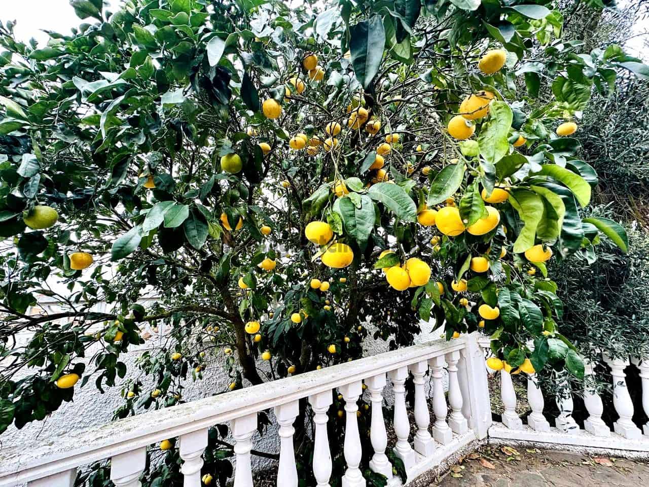 3 soveværelse Villa til salg i La Esperanza med garage - € 850.000 (Ref: 9458430)