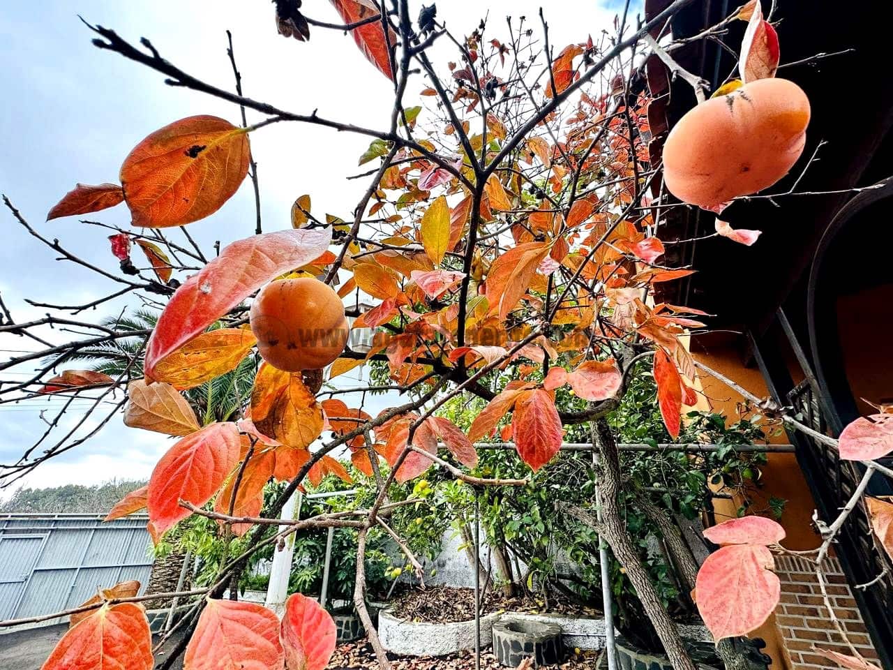 3 soveværelse Villa til salg i La Esperanza med garage - € 850.000 (Ref: 9458430)