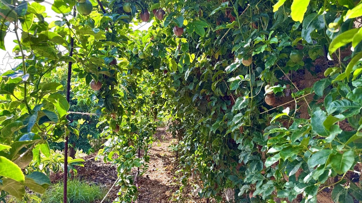 1 chambre Finca/Maison de Campagne à vendre à Buenavista del Norte avec garage - 890 000 € (Ref: 9554504)