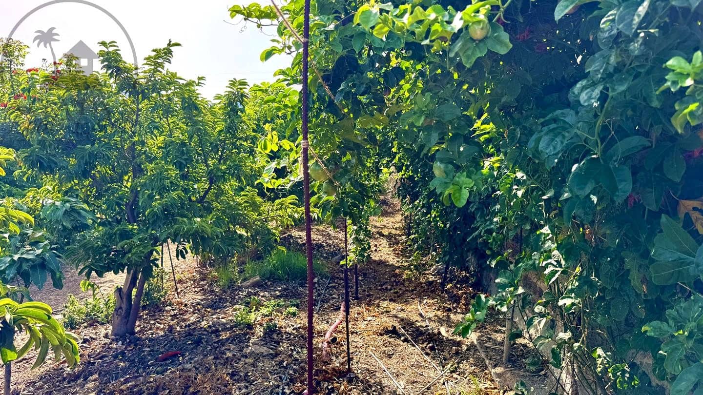 1 chambre Finca/Maison de Campagne à vendre à Buenavista del Norte avec garage - 890 000 € (Ref: 9554504)