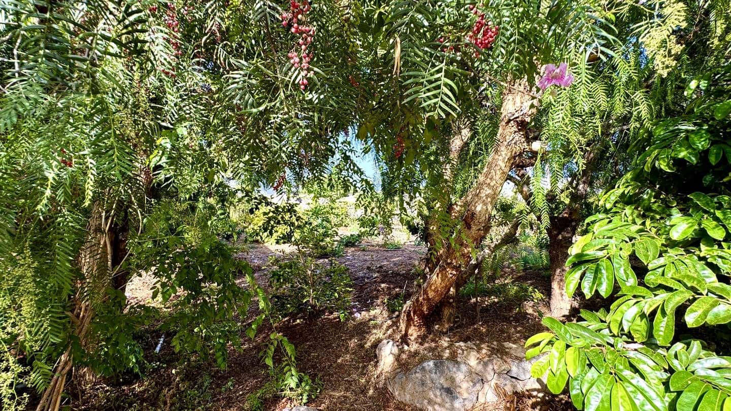 1 chambre Finca/Maison de Campagne à vendre à Buenavista del Norte avec garage - 890 000 € (Ref: 9554504)