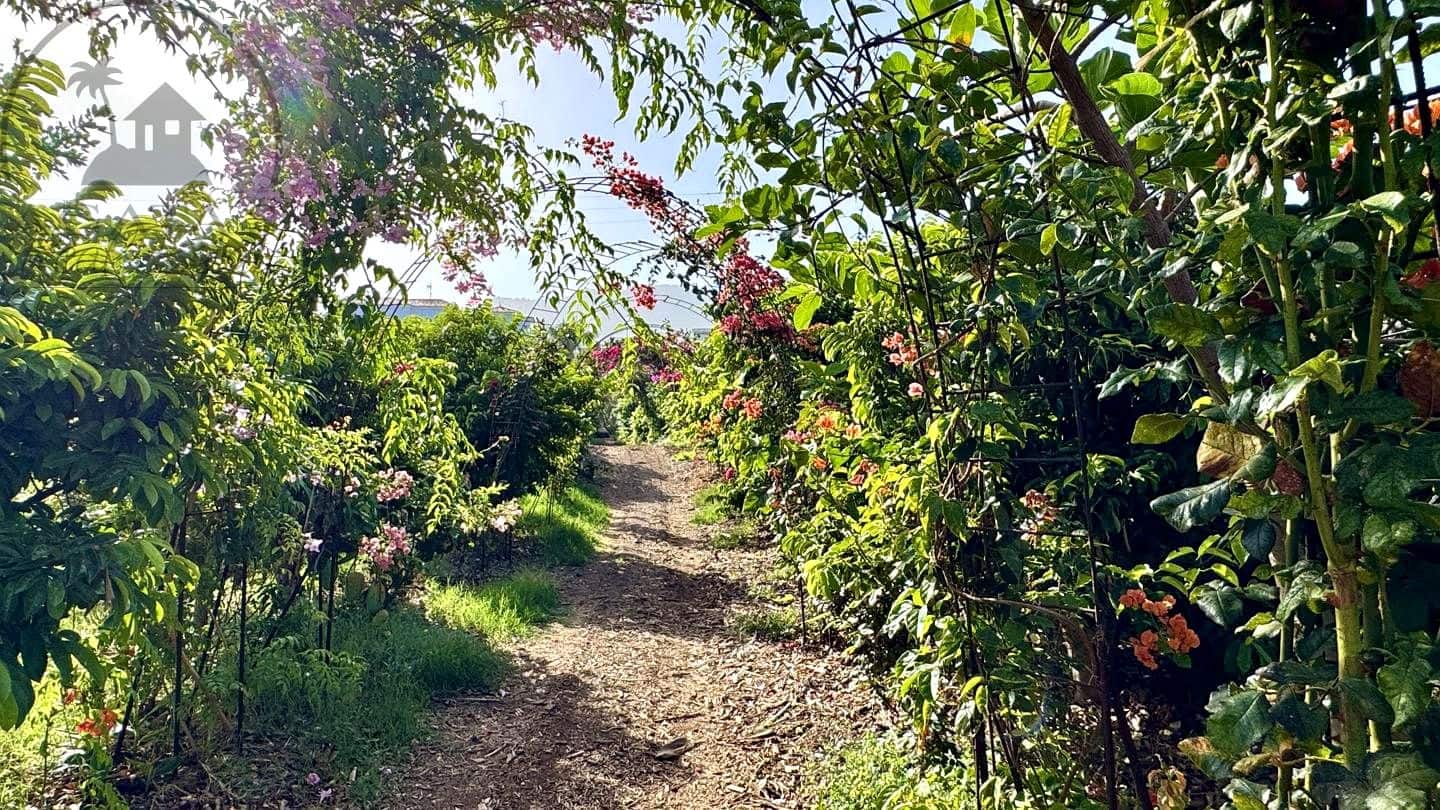 1 chambre Finca/Maison de Campagne à vendre à Buenavista del Norte avec garage - 890 000 € (Ref: 9554504)