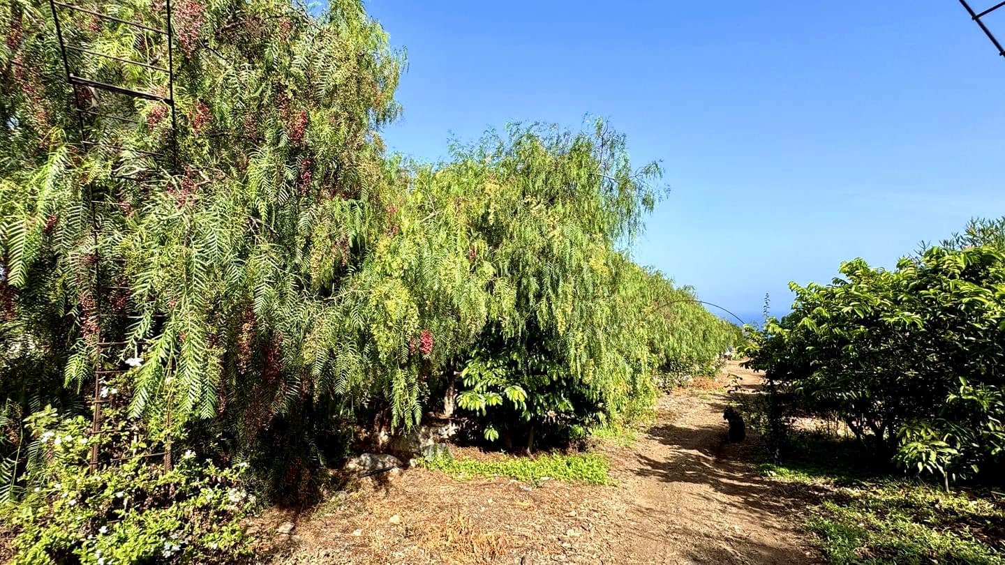 1 chambre Finca/Maison de Campagne à vendre à Buenavista del Norte avec garage - 890 000 € (Ref: 9554504)