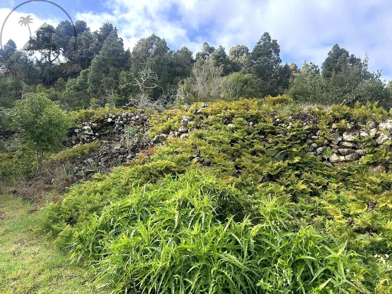 Mark till salu i La Guancha - 129 000 € (Ref: 9575458)