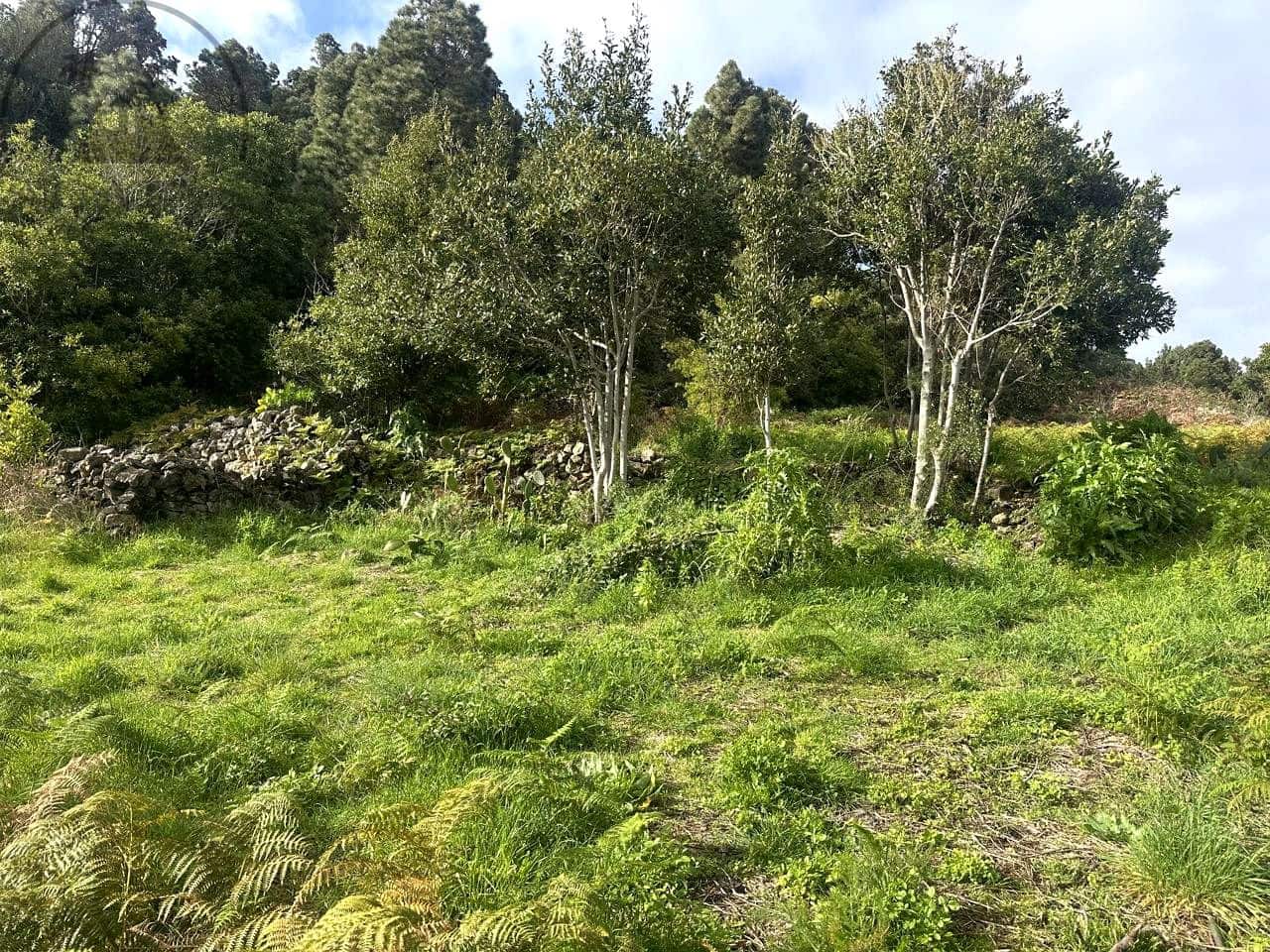 Mark till salu i La Guancha - 129 000 € (Ref: 9575458)