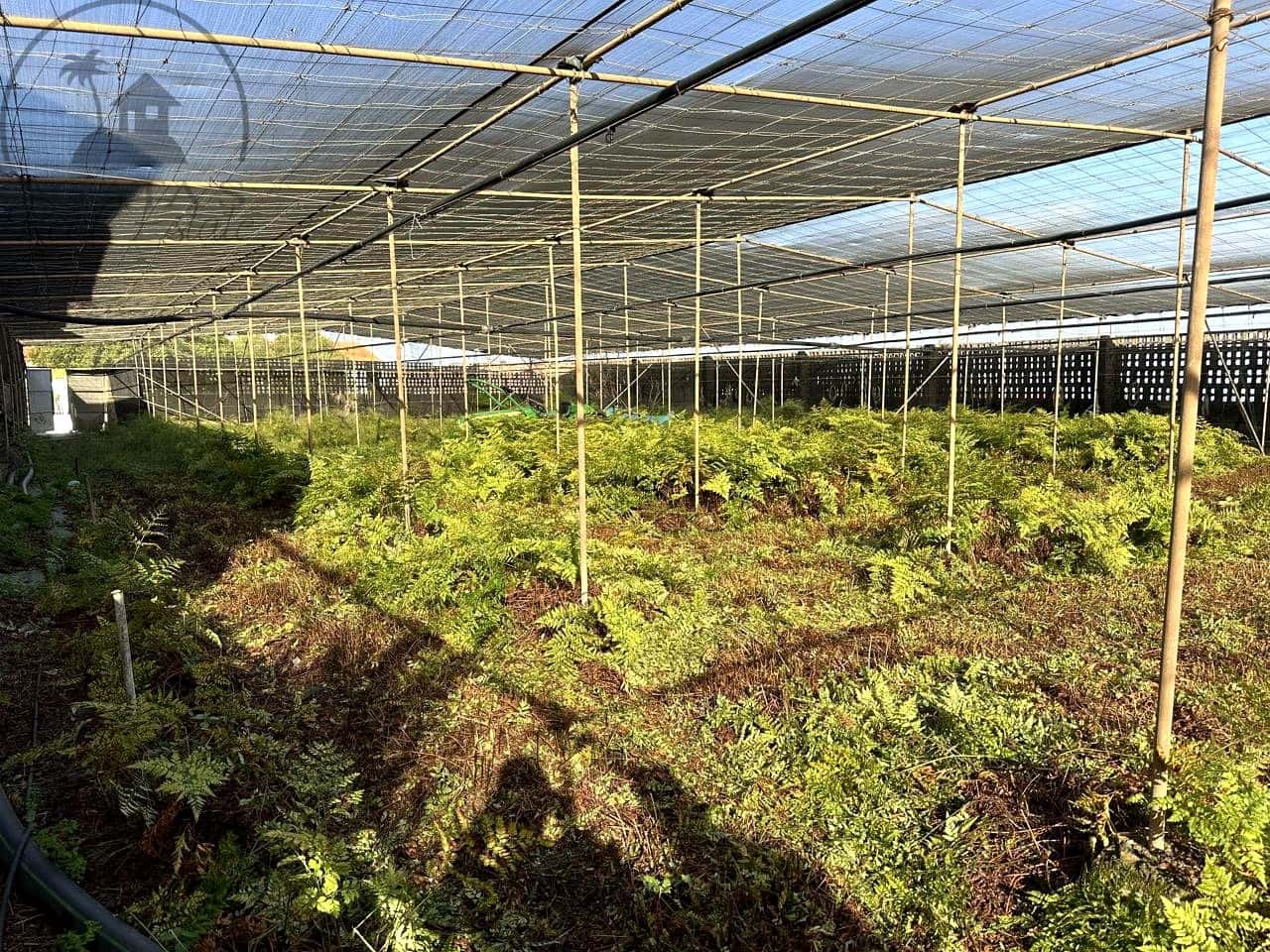 Teren niezagospodarowany na sprzedaż w Buenavista del Norte - 119 000 € (Ref: 9676700)