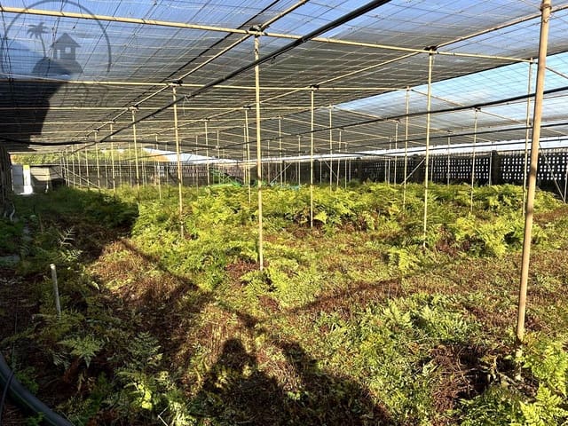 Teren niezagospodarowany na sprzedaż w Buenavista del Norte - 119 000 € (Ref: 9676700)