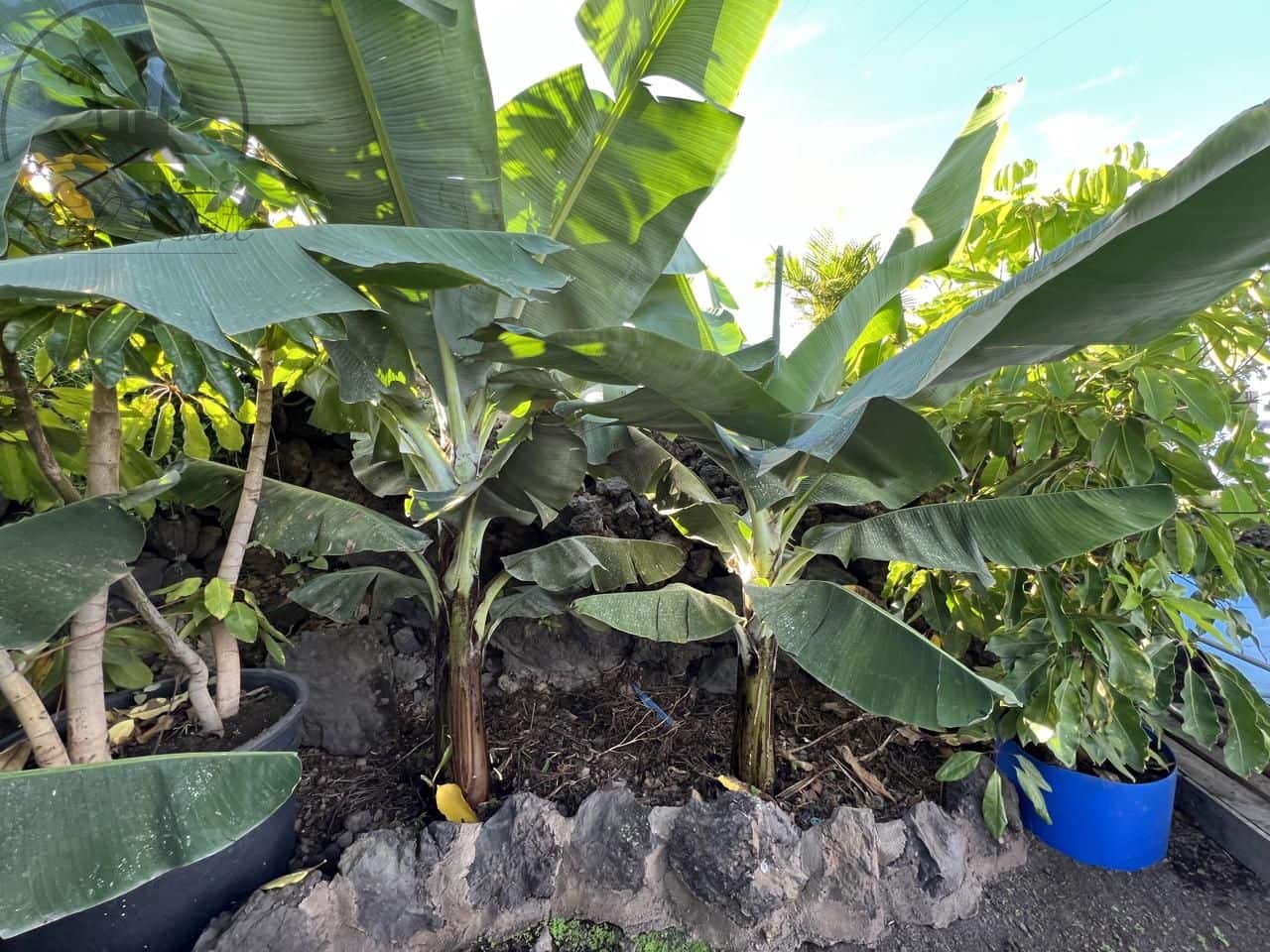 3 Zimmer Finca/Landgut zu verkaufen in Garachico mit Garage - 350.000 € (Ref: 9741367)