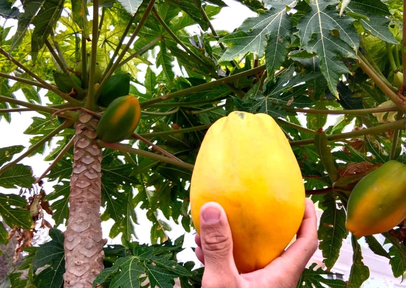 3 Zimmer Finca/Landgut zu verkaufen in Garachico mit Garage - 350.000 € (Ref: 9741367)