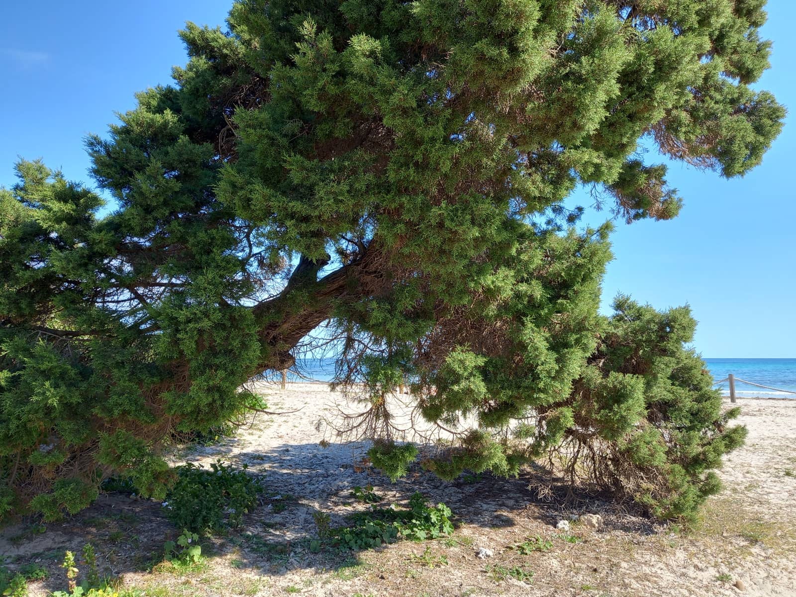 Grunde uden byggetilladelser til salg i Sa Coma - € 225.000 (Ref: 7526687)