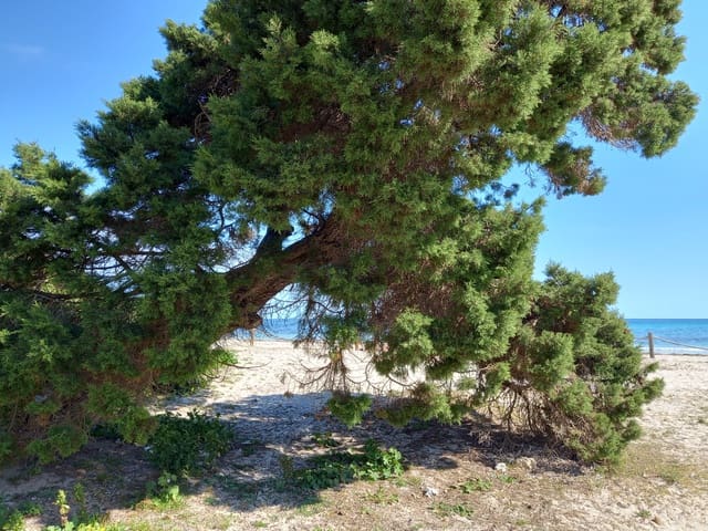 Rakentamaton maa myytävänä paikassa Sa Coma, Sant Llorenç des Cardassar - 225 000 € (Ref: 7526687)