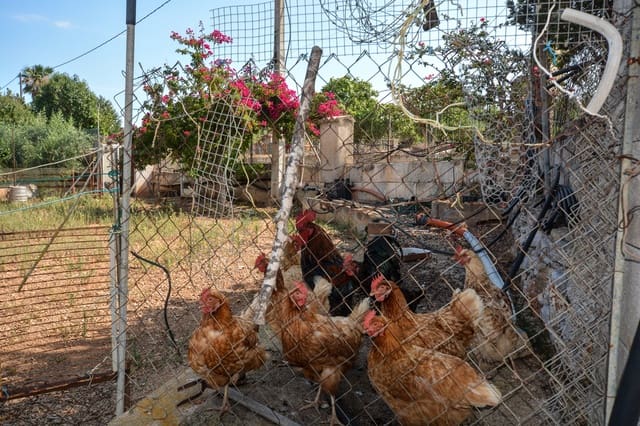 5 camera da letto Finca/Casa di Campagna in vendita in Son Servera con piscina garage - 1.260.000 € (Rif: 7685718)