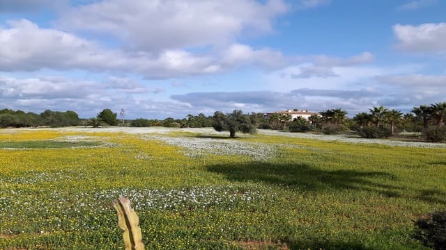 7 makuuhuone Huvila myytävänä paikassa Santa Margalida mukana uima-altaan 
autotalli - 4 600 000 € (Ref: 8215383)