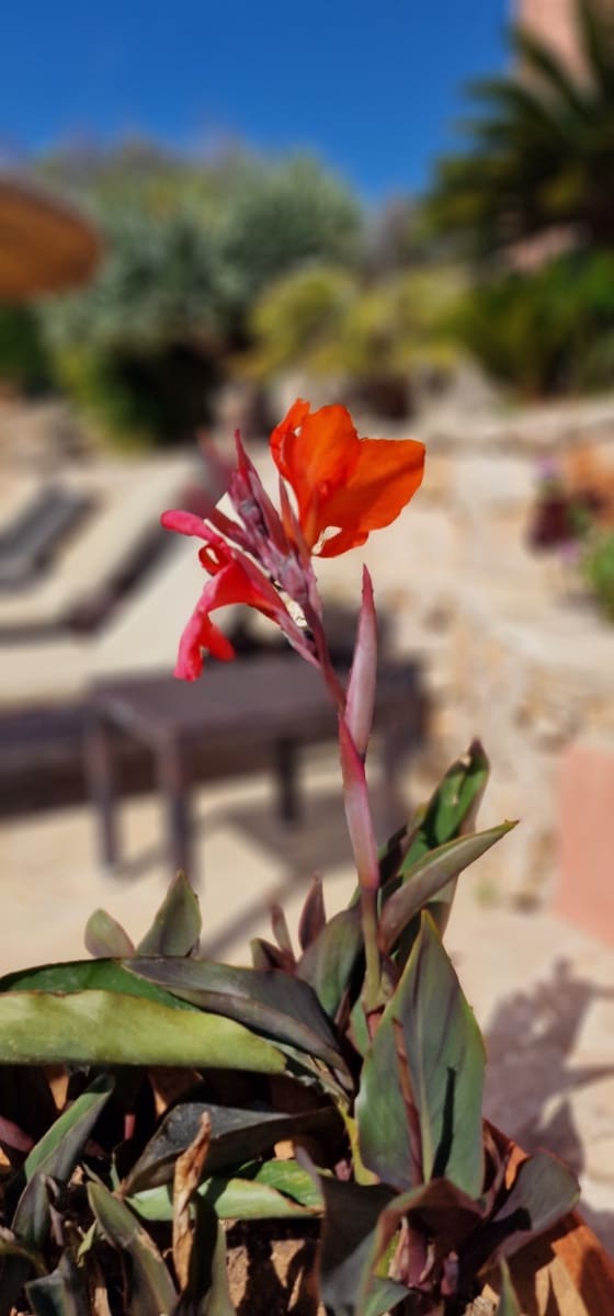 5 soveværelse Finca/Landehus til salg i Son Carrio med swimmingpool garage - € 1.695.000 (Ref: 8302092)