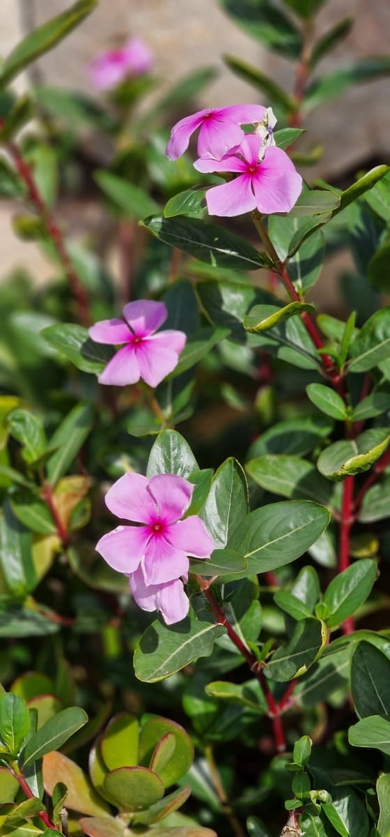 5 soveværelse Finca/Landehus til salg i Son Carrio med swimmingpool garage - € 1.695.000 (Ref: 8302092)