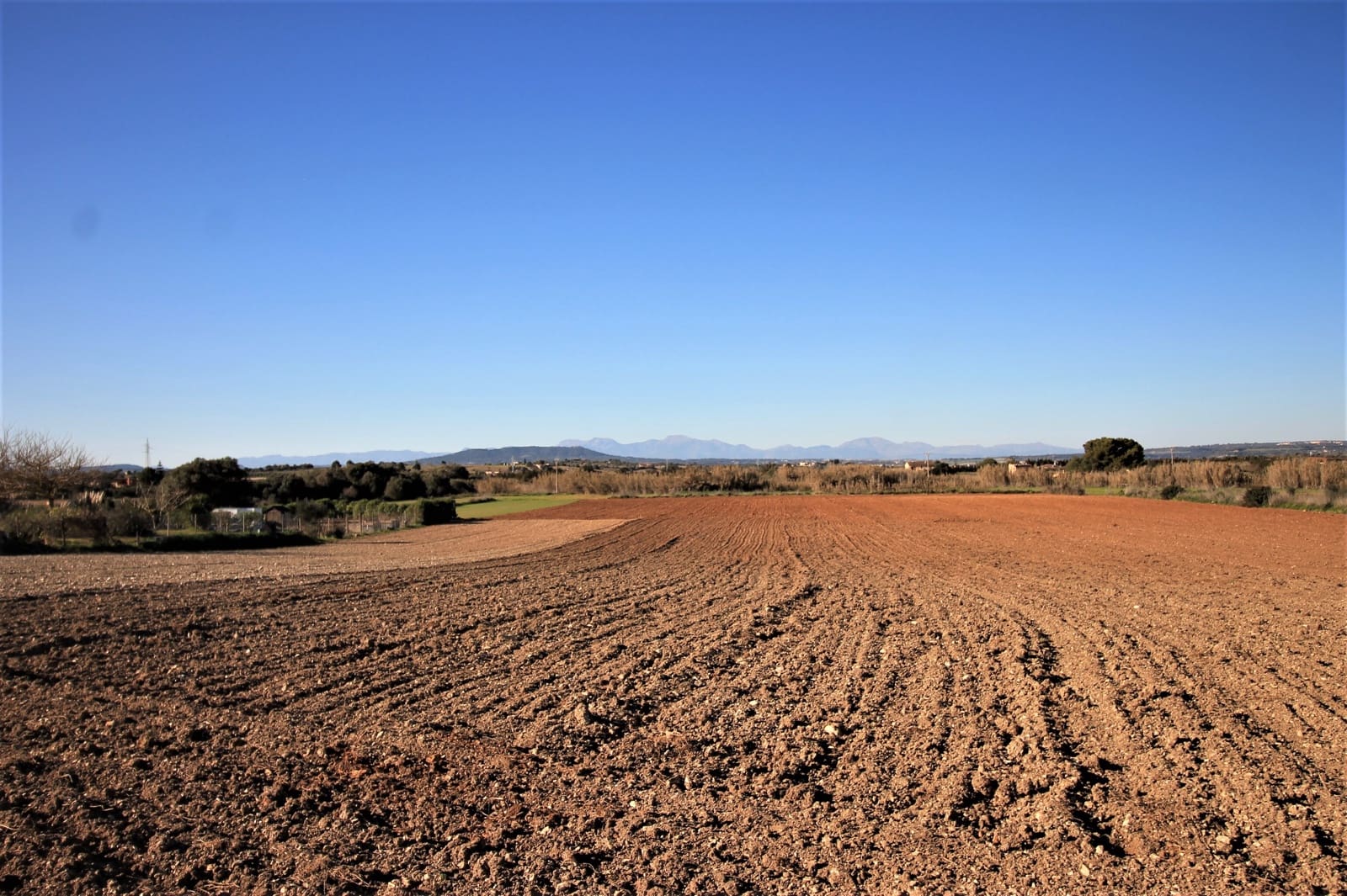Undeveloped Land for sale in Manacor - € 180,000 (Ref: 8743557)