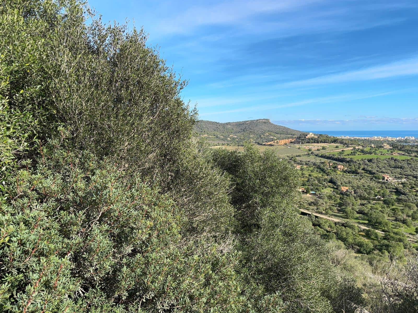 Undeveloped Land for sale in Son Carrio - € 1,300,000 (Ref: 8743558)