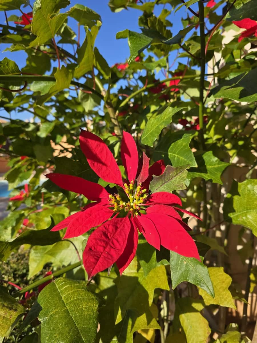 5 soveværelse Villa til salg i Sa Coma med swimmingpool garage - € 1.089.000 (Ref: 8780231)