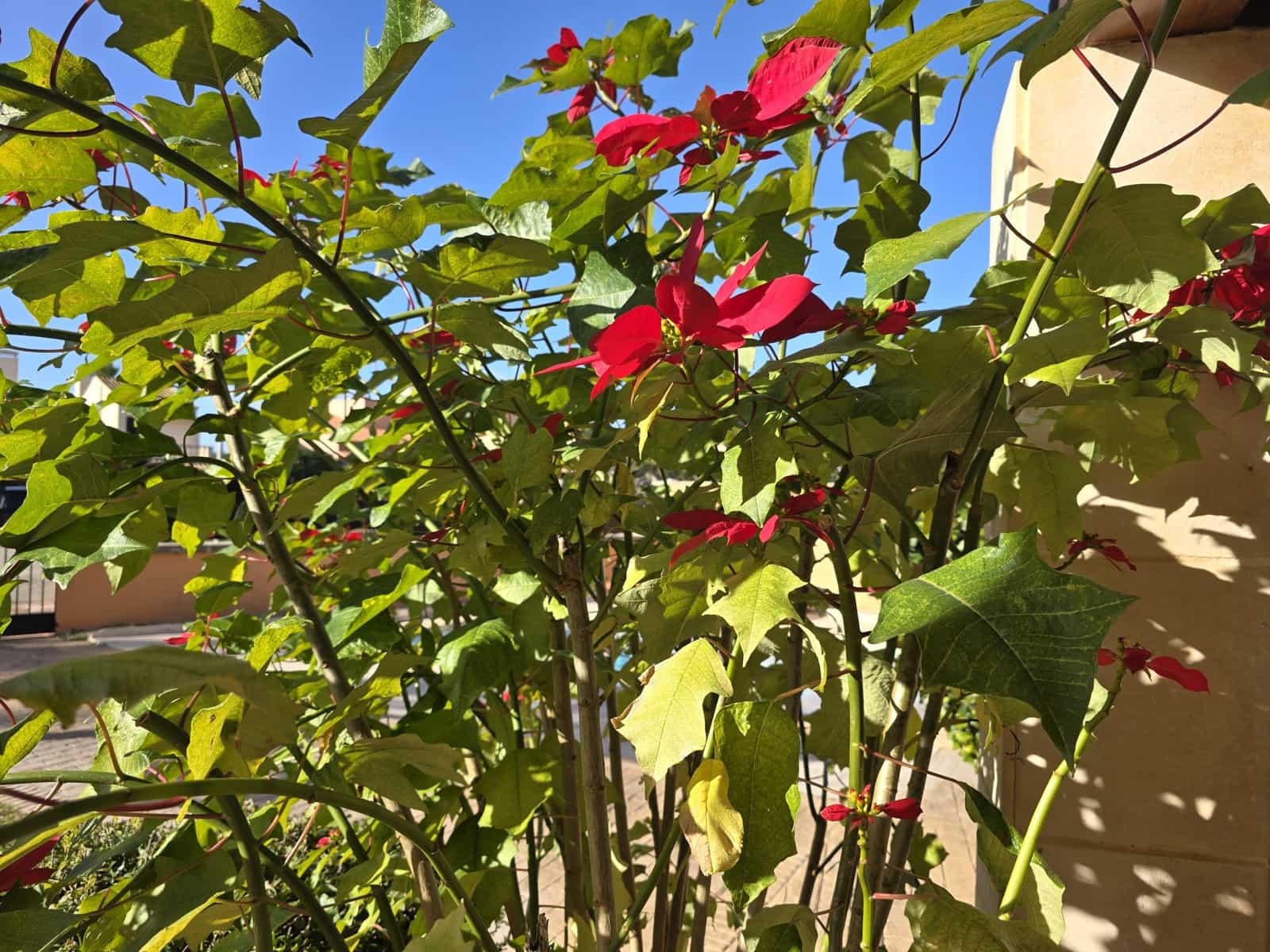 5 soveværelse Villa til salg i Sa Coma med swimmingpool garage - € 1.089.000 (Ref: 8780231)