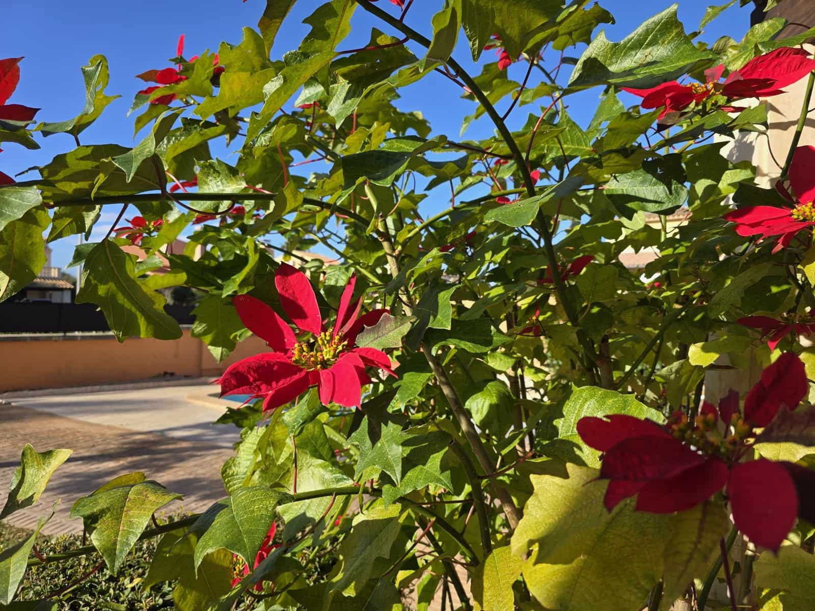 5 soveværelse Villa til salg i Sa Coma med swimmingpool garage - € 1.089.000 (Ref: 8780231)