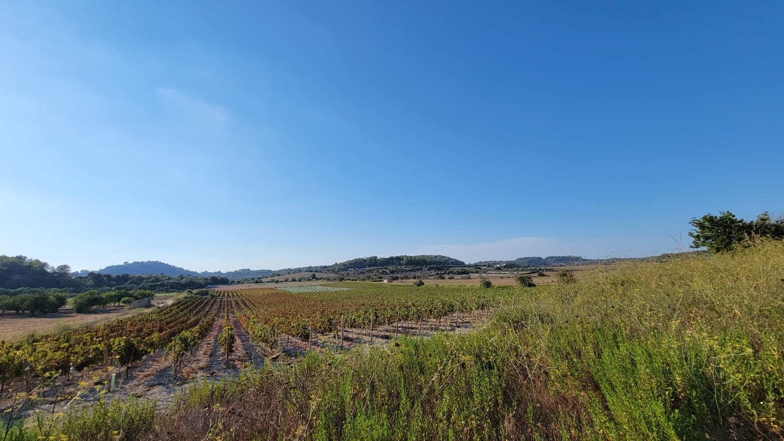 Mark till salu i Porreres - 725 000 € (Ref: 8933332)