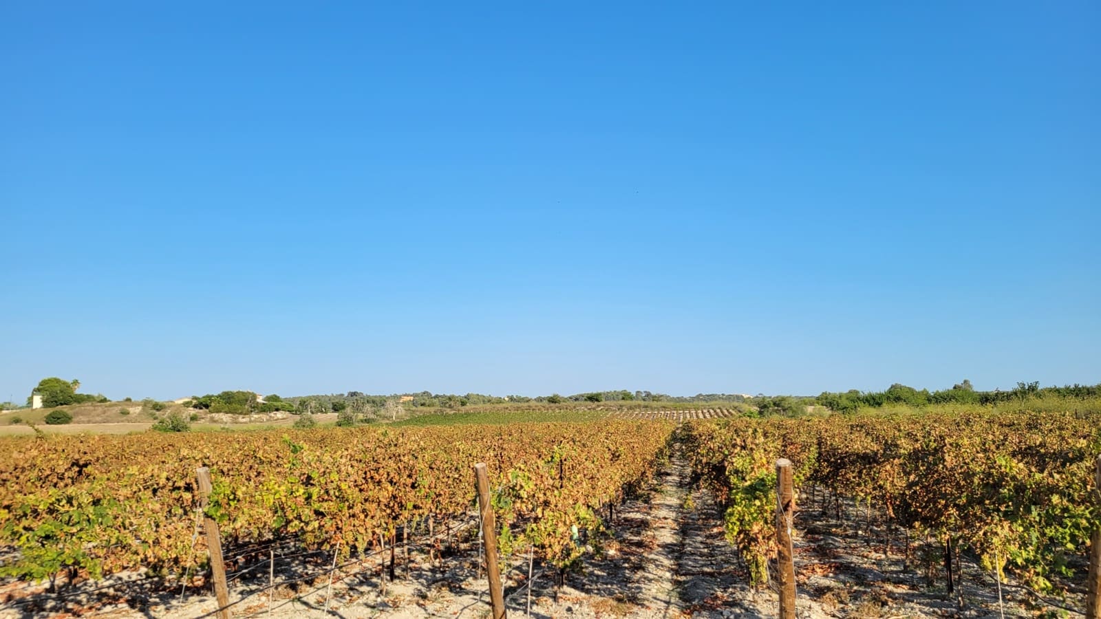 Mark till salu i Porreres - 725 000 € (Ref: 8933332)