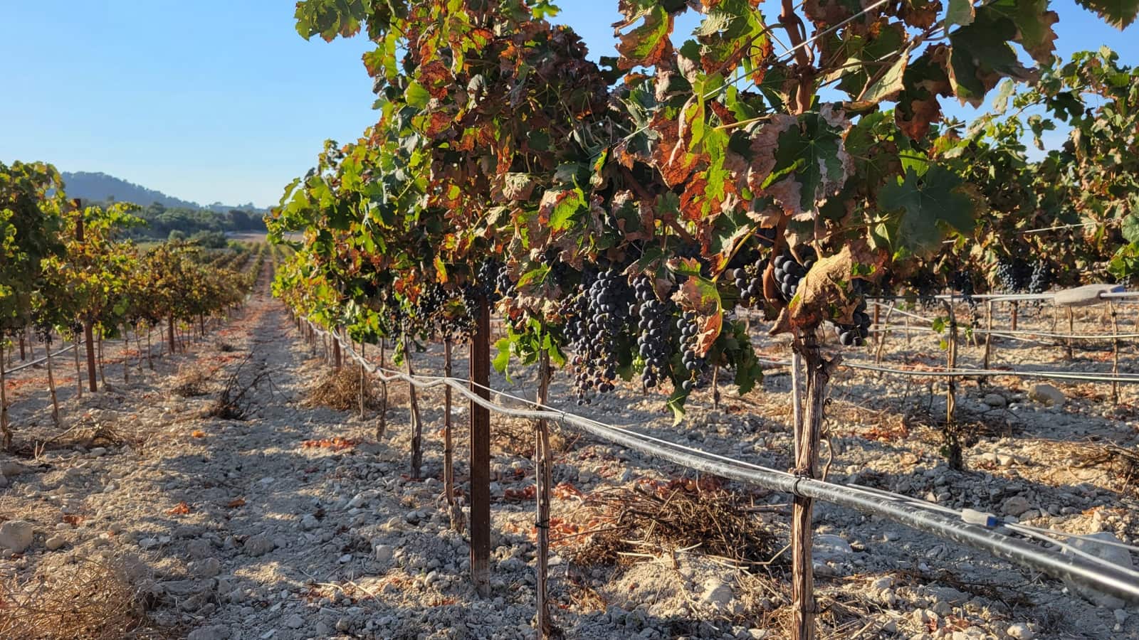 Mark till salu i Porreres - 725 000 € (Ref: 8933332)