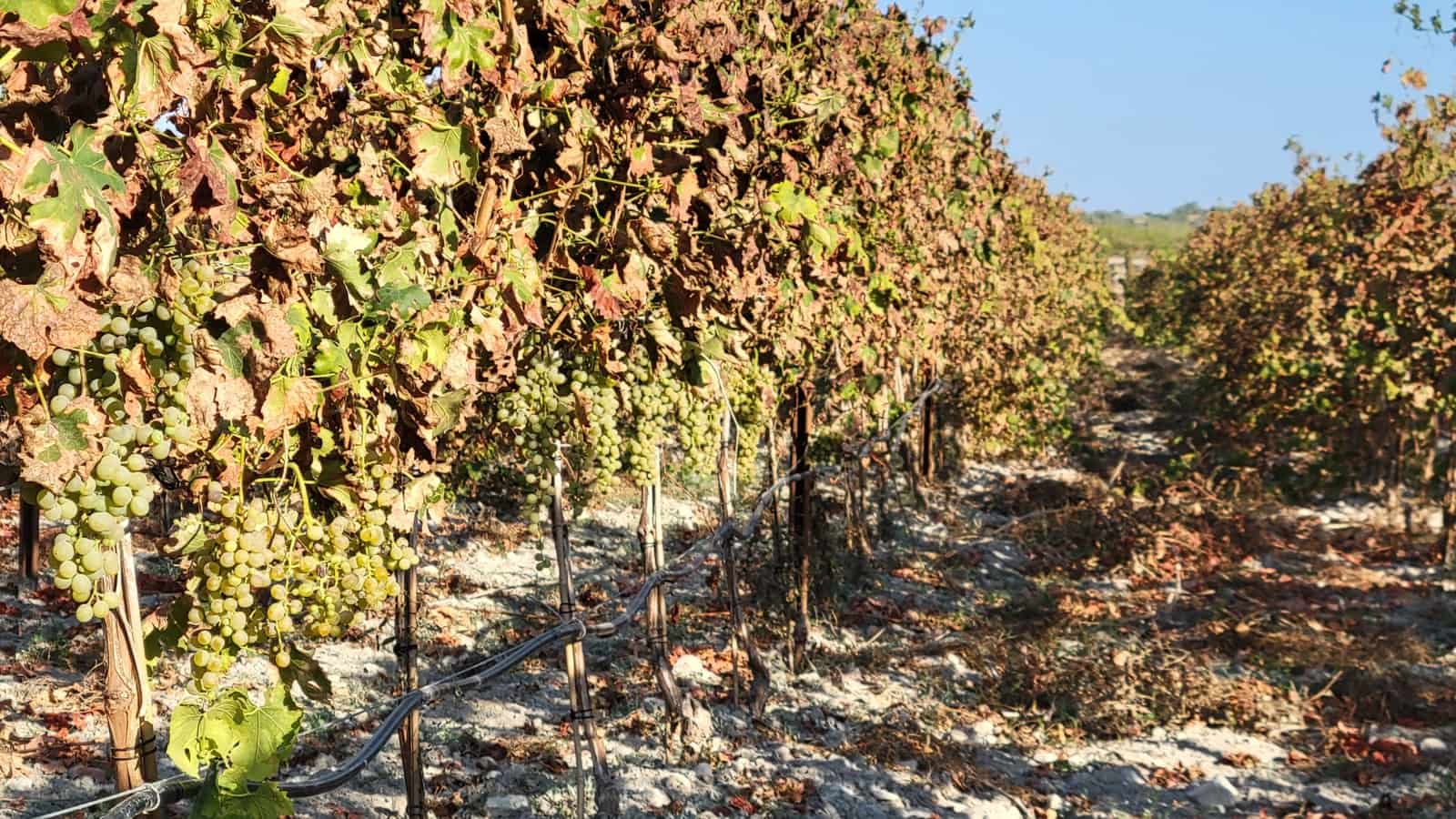 Mark till salu i Porreres - 725 000 € (Ref: 8933332)