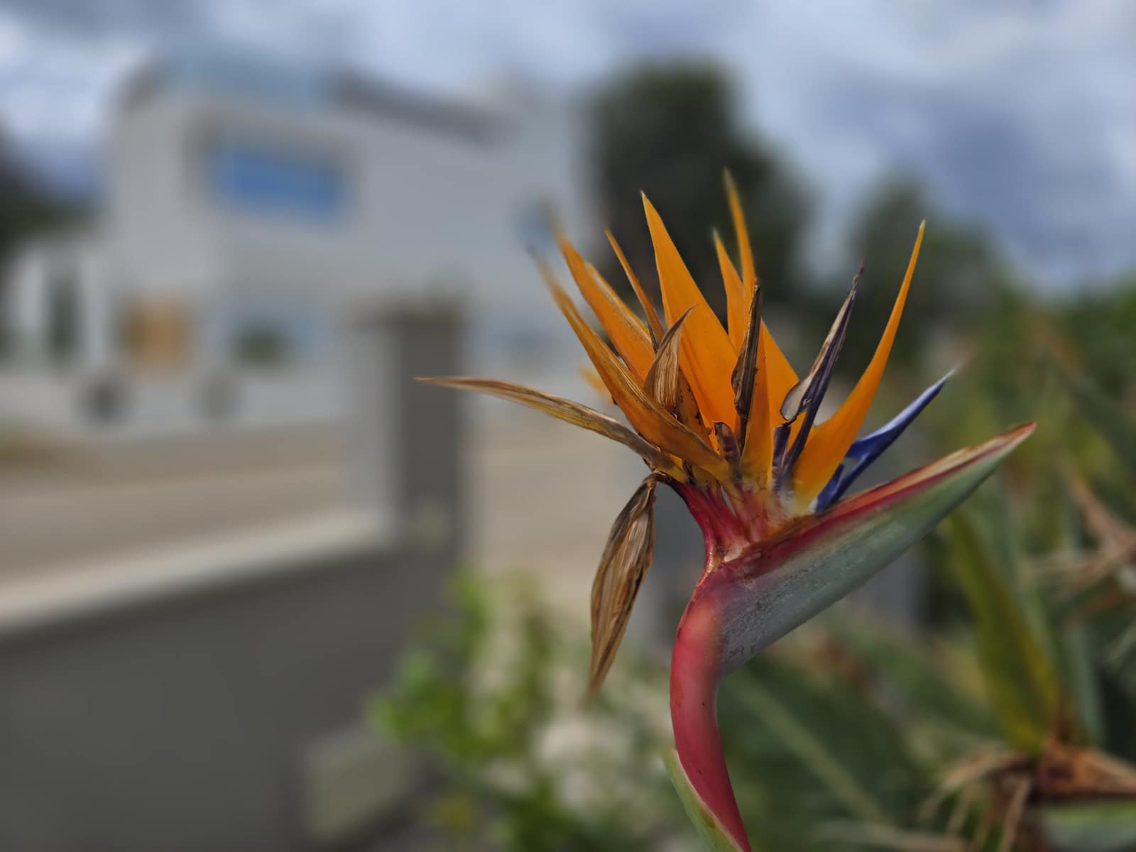 4 soverom Villa til salgs i Colonia de Sant Pere / Colonia de San Pedro med svømmebasseng garasje - € 1 490 000 (Ref: 8969623)