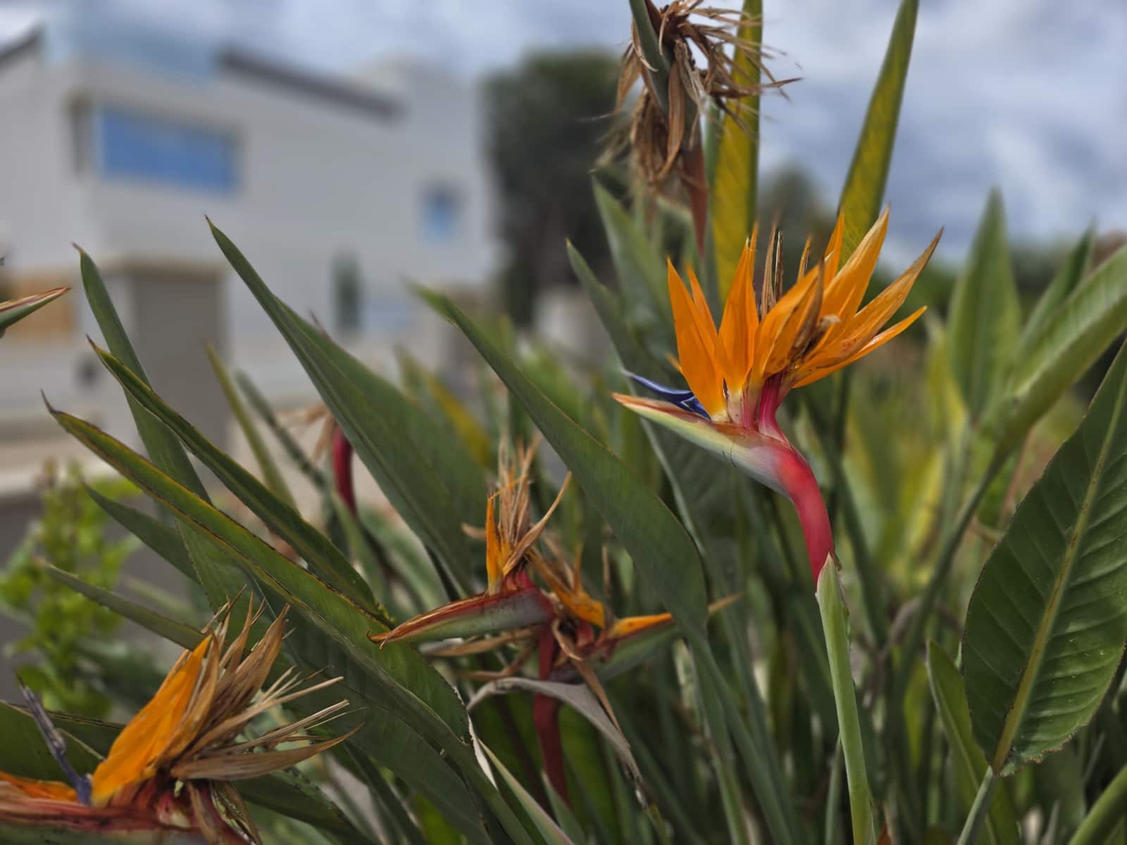 4 soverom Villa til salgs i Colonia de Sant Pere / Colonia de San Pedro med svømmebasseng garasje - € 1 490 000 (Ref: 8969623)