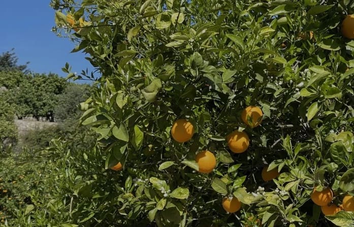 5 sypialnia Willa na sprzedaż w L'Atzuvia z basenem garażem - 785 000 € (Ref: 9013394)