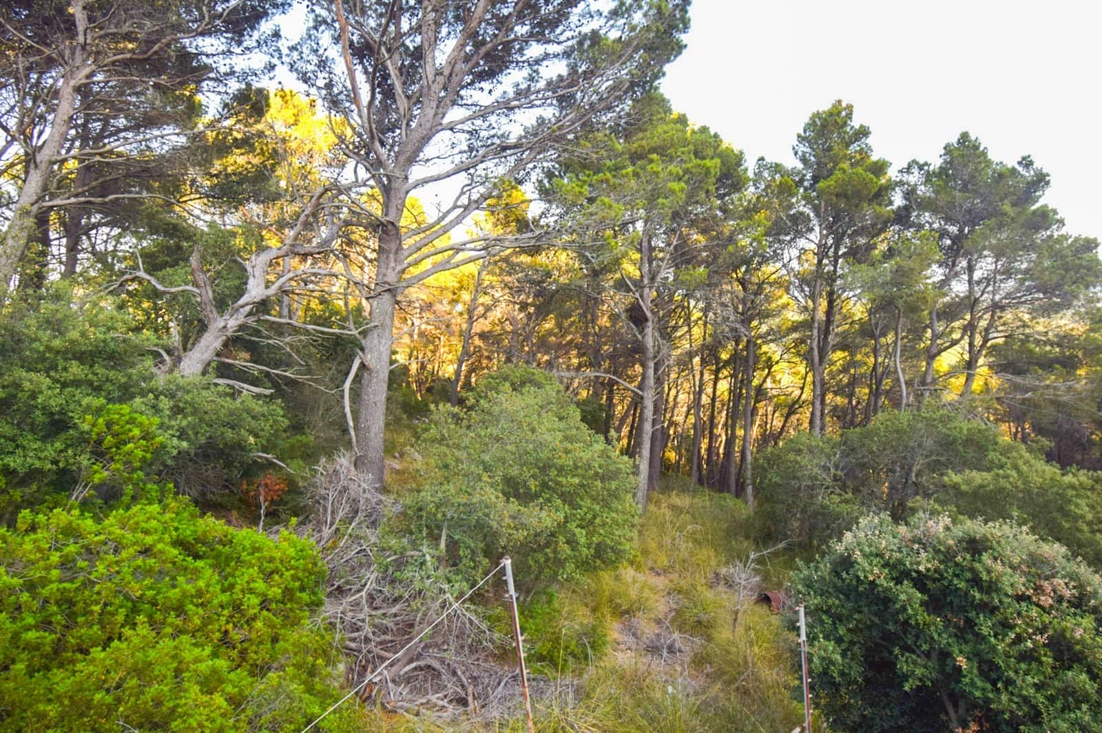 2 soveværelse Finca/Landehus til salg i Puigpunyent med swimmingpool garage - € 799.000 (Ref: 9133418)