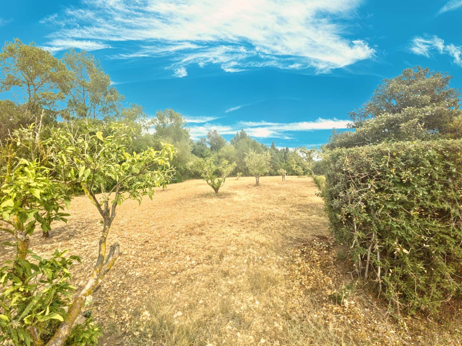 3 chambre Finca/Maison de Campagne à vendre à Son Servera avec garage - 789 000 € (Ref: 9143719)