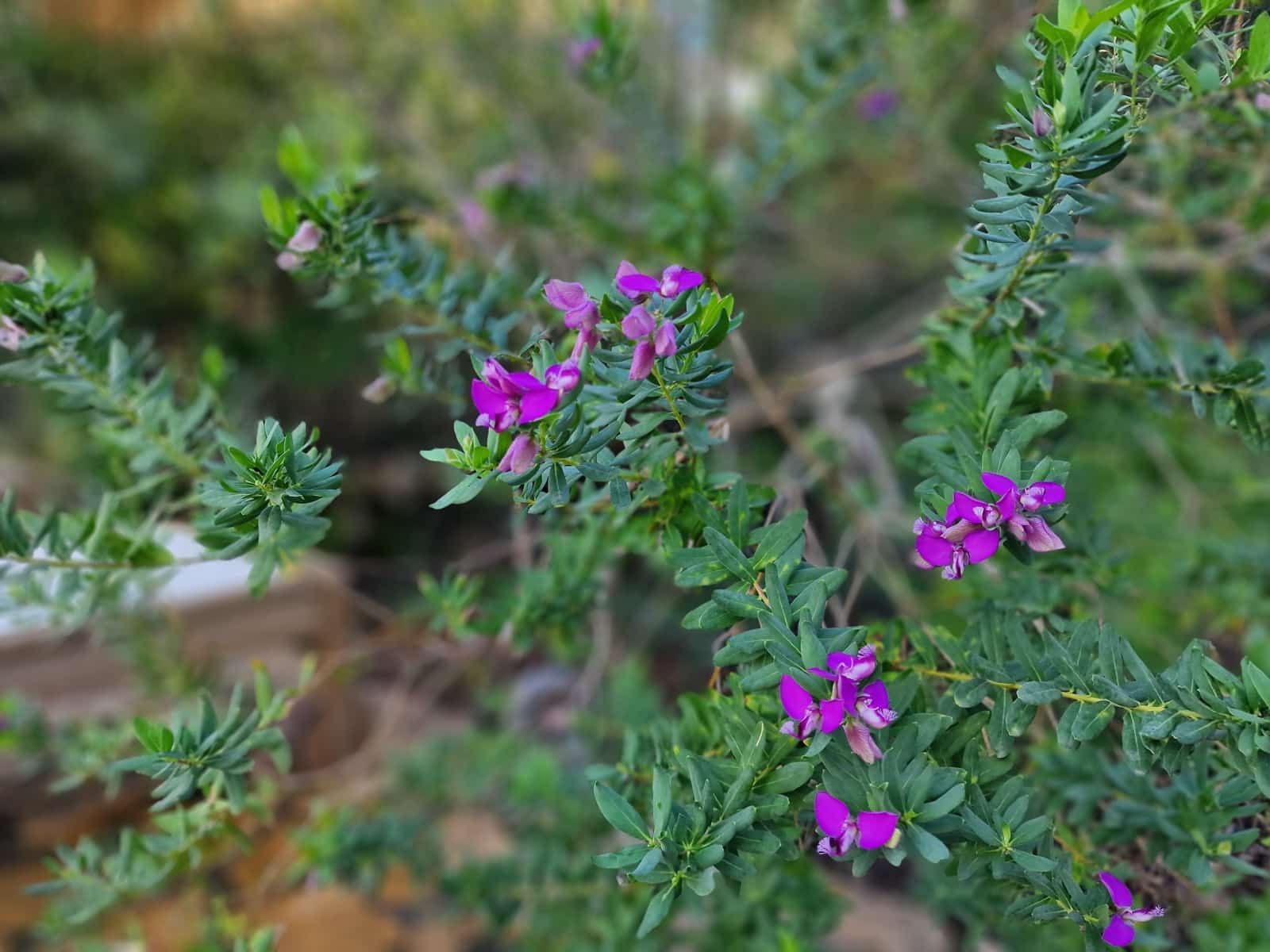 3 soverom Finca/Herregård til salgs i Canyamel med svømmebasseng garasje - € 1 490 000 (Ref: 9357943)