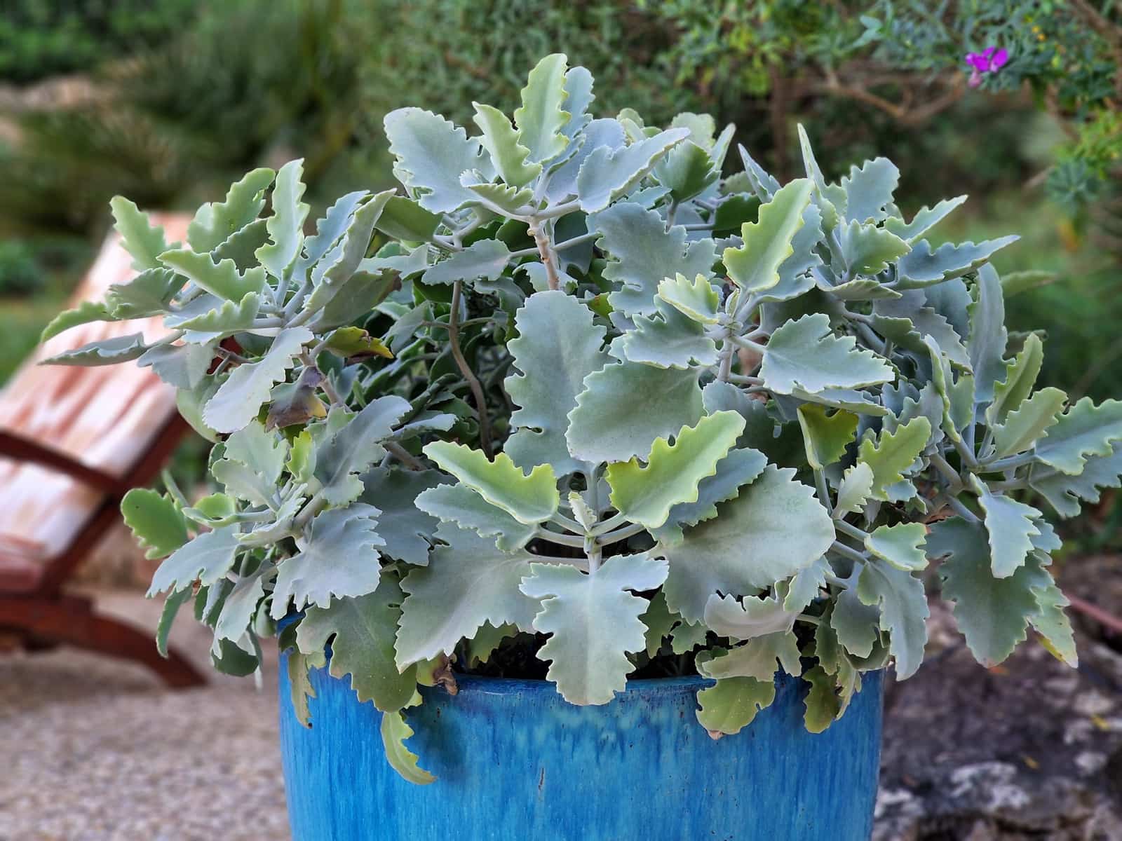 3 soverom Finca/Herregård til salgs i Canyamel med svømmebasseng garasje - € 1 490 000 (Ref: 9357943)