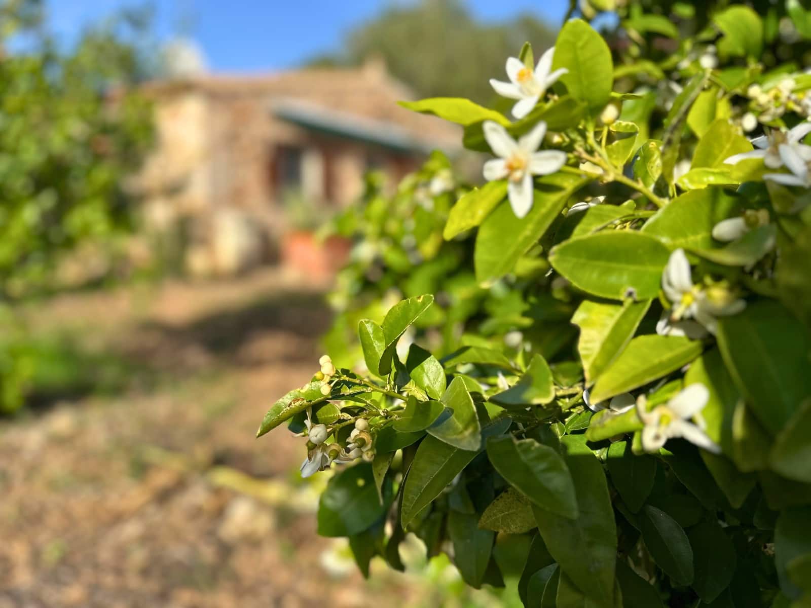 1 quarto Quinta/Casa Rural para venda em Felanitx com garagem - 345 000 € (Ref: 9398767)