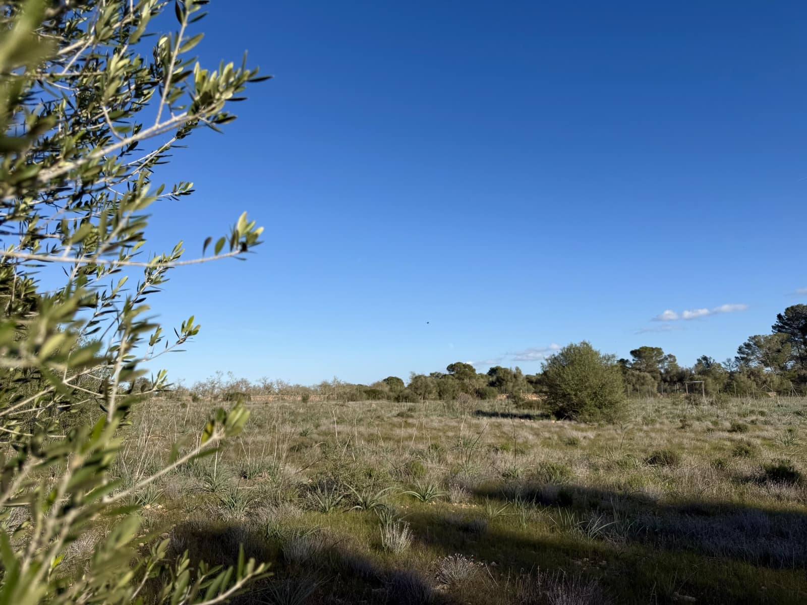 Ubebygd land til salgs i Algaida - € 375 000 (Ref: 9444753)