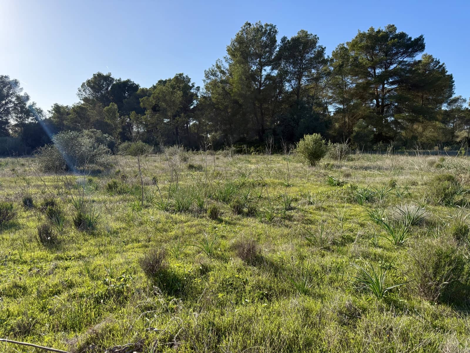 Ubebygd land til salgs i Algaida - € 375 000 (Ref: 9444753)