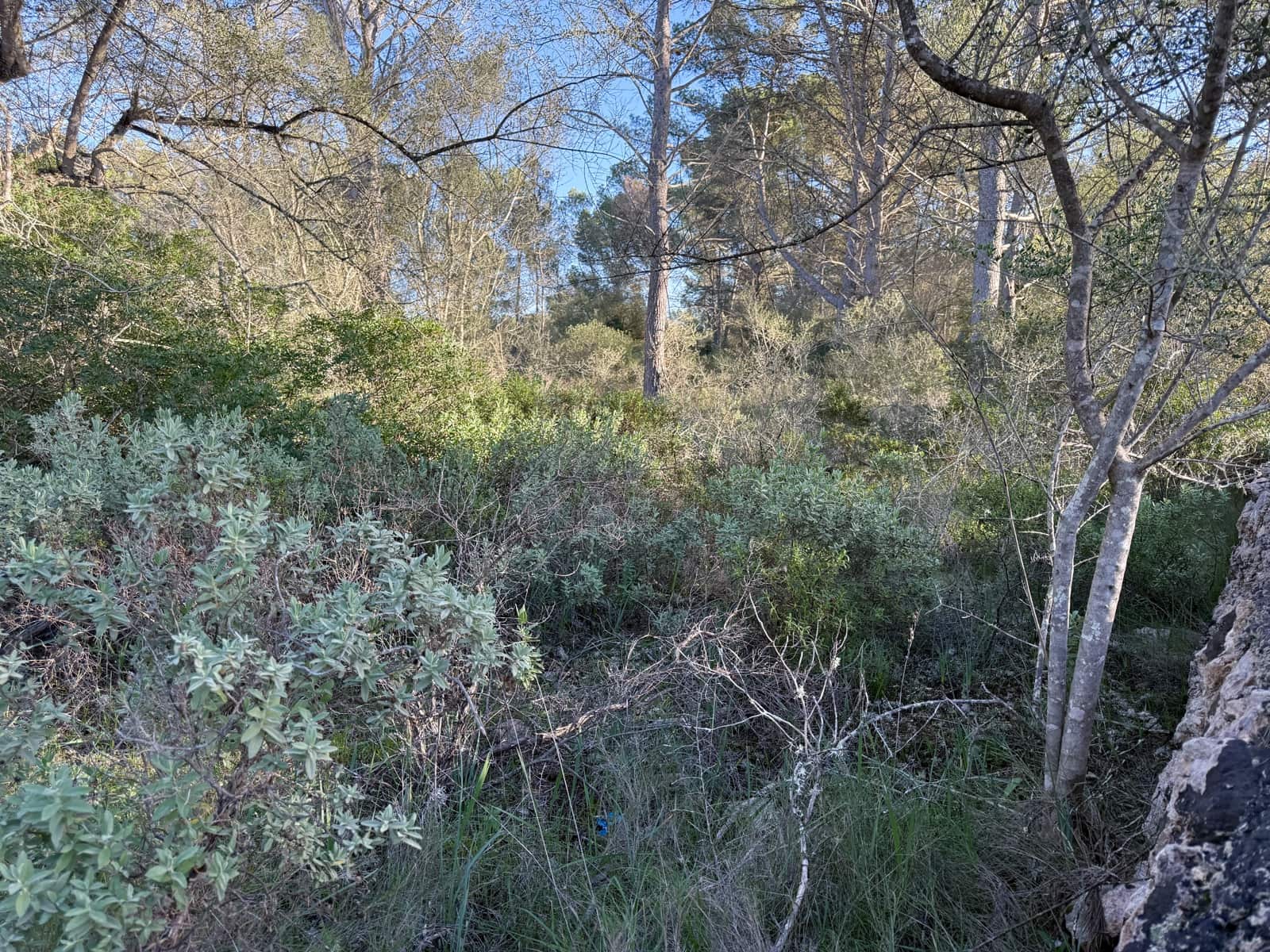 Ubebygd land til salgs i Algaida - € 375 000 (Ref: 9444753)