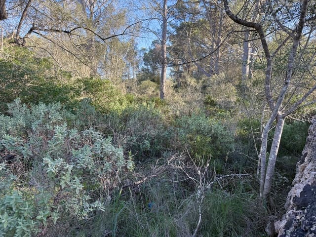 Undeveloped Land for sale in Algaida - € 375,000 (Ref: 9444753)