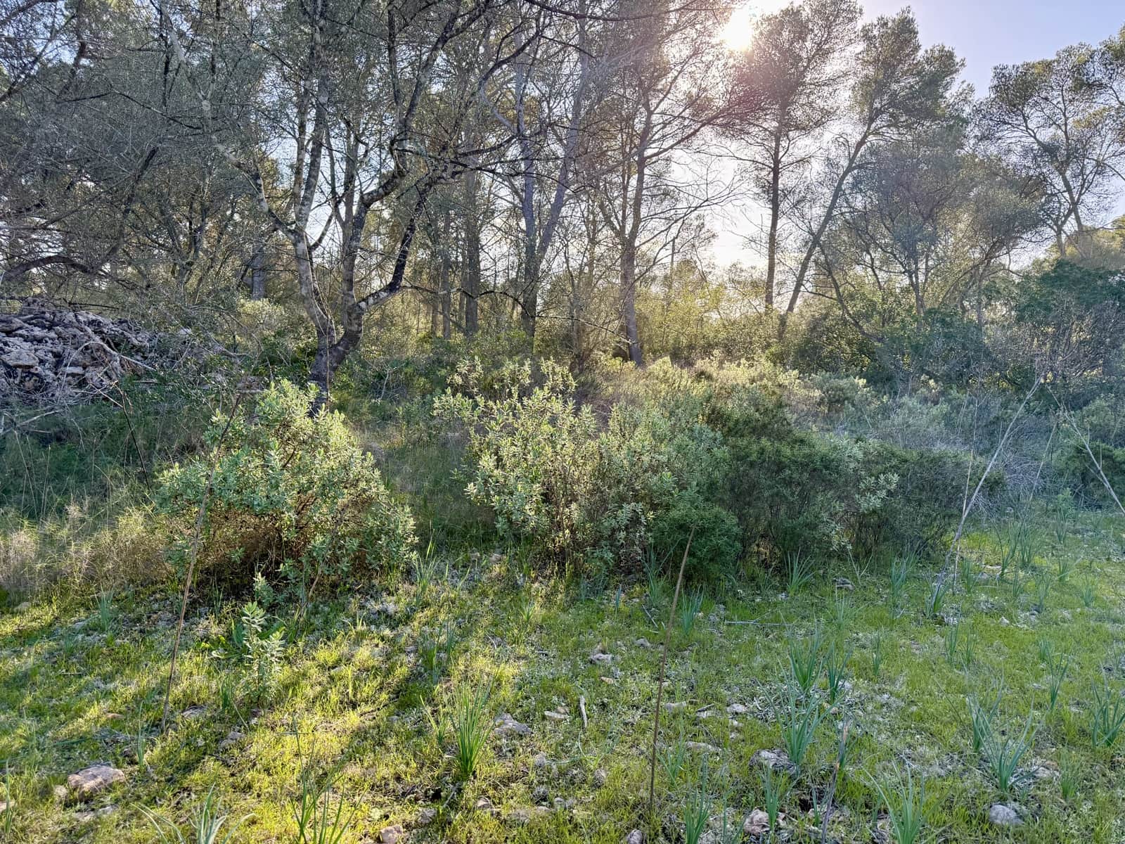 Ubebygd land til salgs i Algaida - € 375 000 (Ref: 9444753)