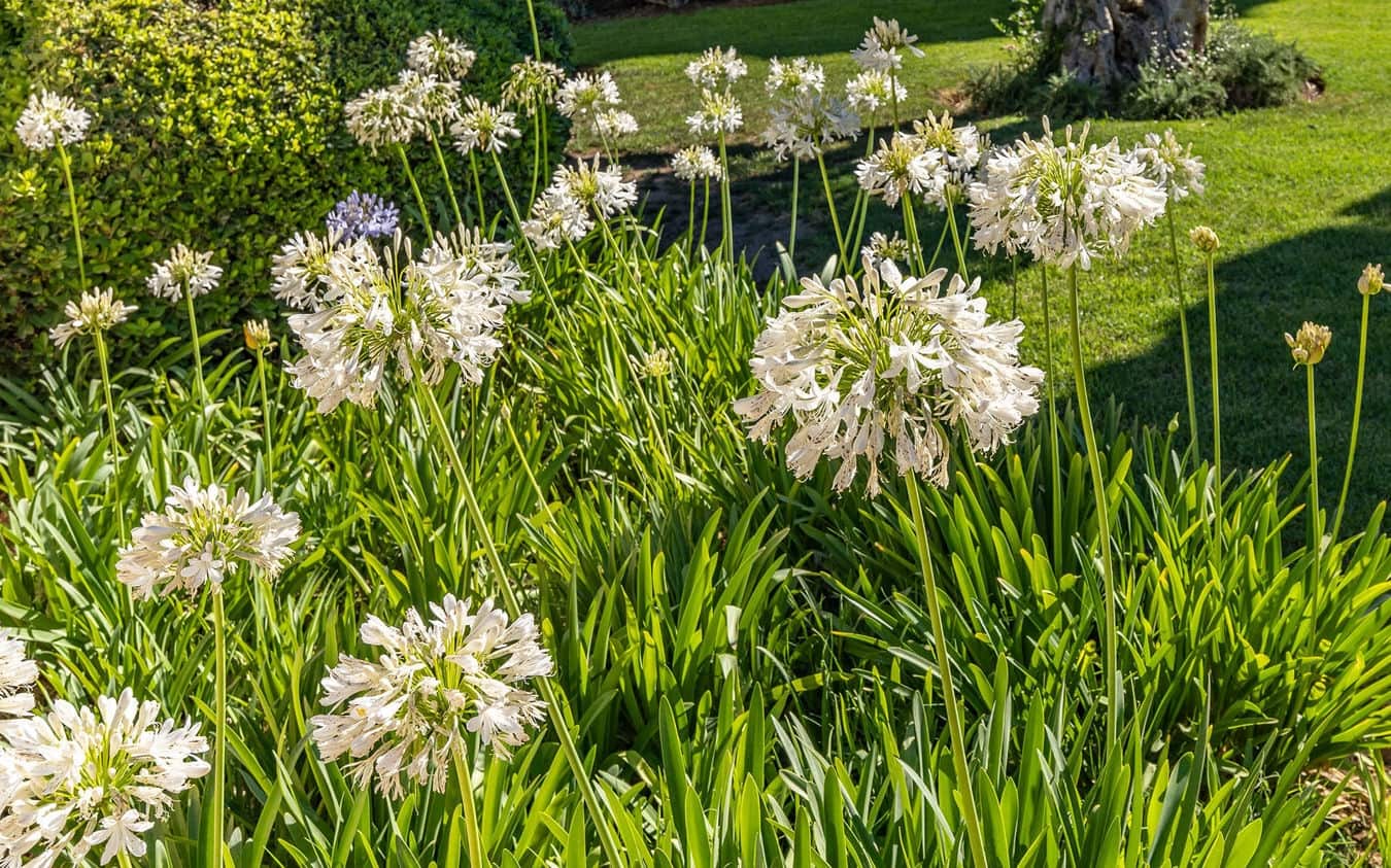 2 makuuhuone Huoneisto myytävänä paikassa Santa Ponsa mukana uima-altaan 
autotalli - 795 000 € (Ref: 9445518)